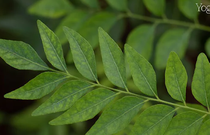 Curry Leaves