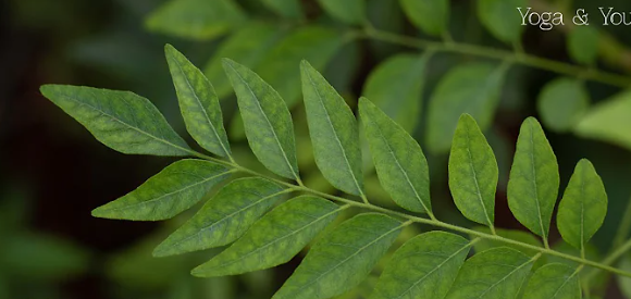 Curry Leaves