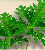 Papaya Leaves