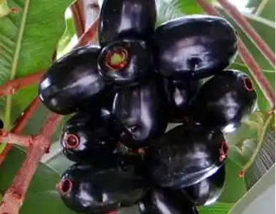 Jamun