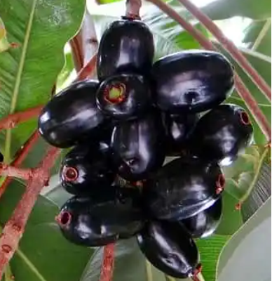 Jamun