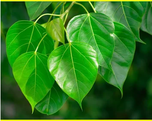 Peepal Leaves