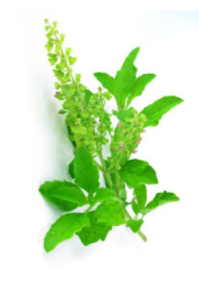Tulsi