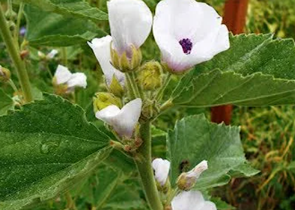 Marshmallow Herb