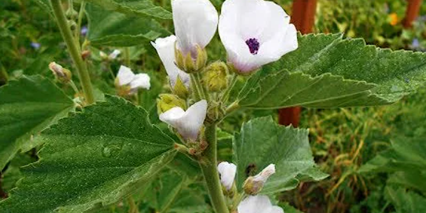 Marshmallow Herb