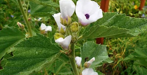 Marshmallow Herb