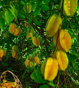 Star Fruit