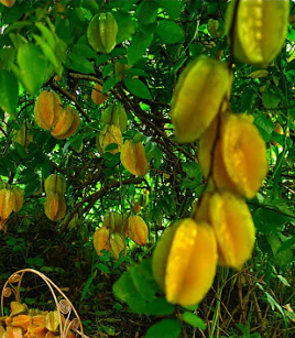 Star Fruit