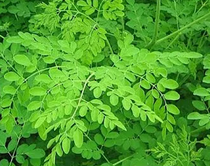 Moringa Leaf