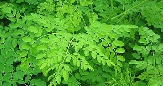 Moringa Leaf