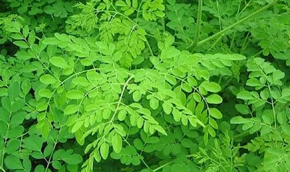 Moringa Leaf