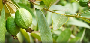 Guava Leaves