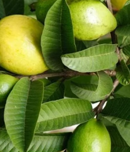 Guava Leaves