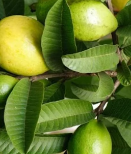 Guava Leaves