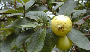 Guava Leaves