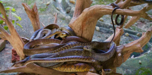 Snakes
