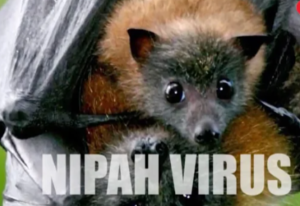 Nipah Virus