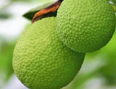 Breadfruit