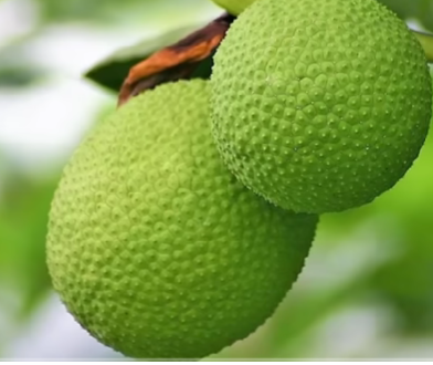 Breadfruit