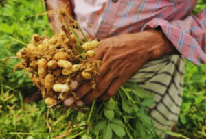 Peanut Cultivation