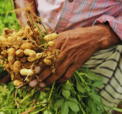 Peanut Cultivation