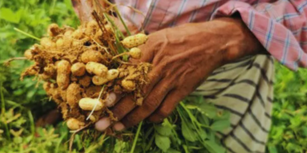 Peanut Cultivation