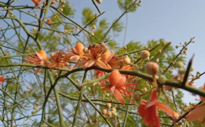 Kair Fruit