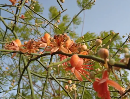 Kair Fruit