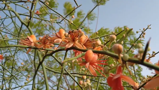 Kair Fruit