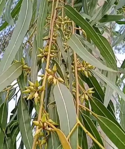 Eucalyptus Tree