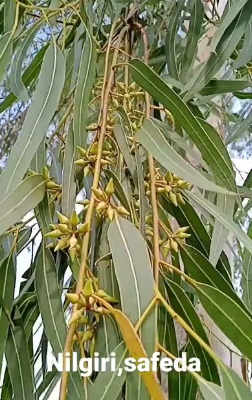 Eucalyptus Tree