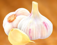 Garlic