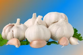 Garlic