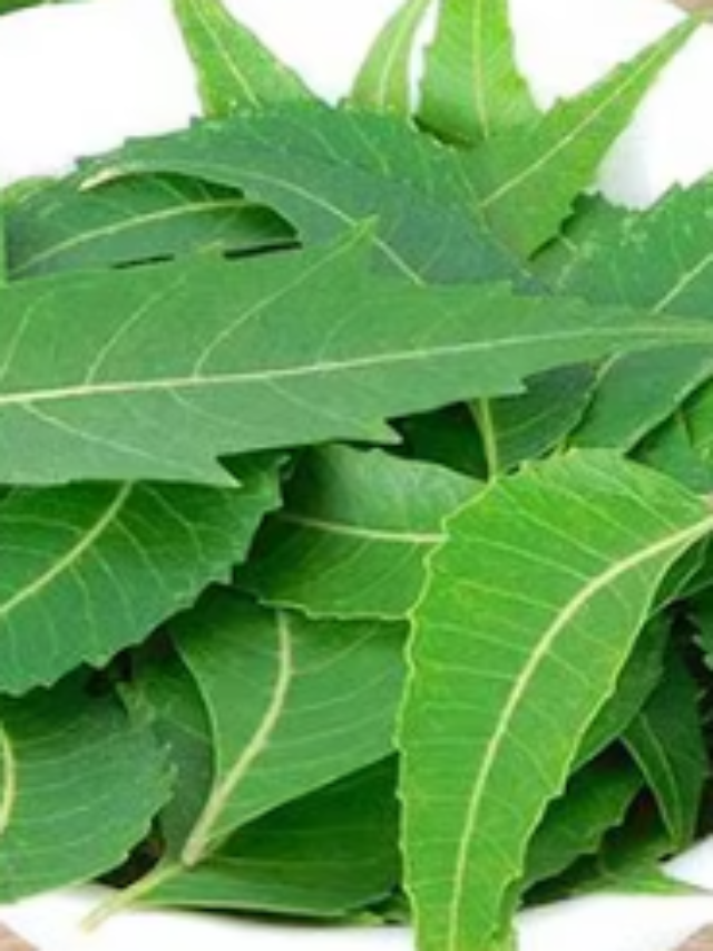 Neem leaves help in reducing uric acid levels