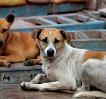 Stray Dogs