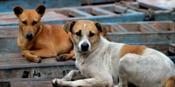 Stray Dogs